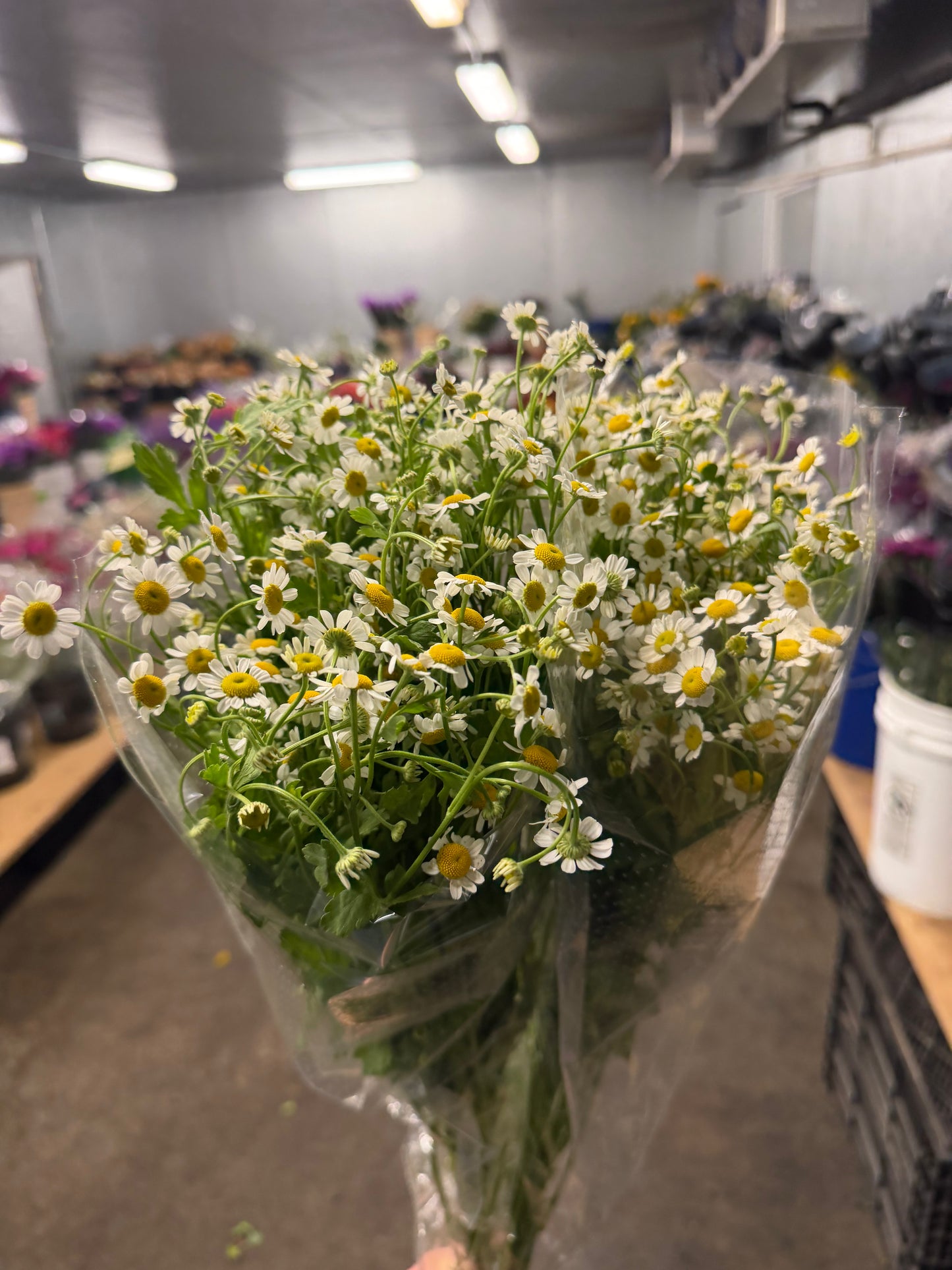Fever Few- Chamomile - 10 stem bunch
