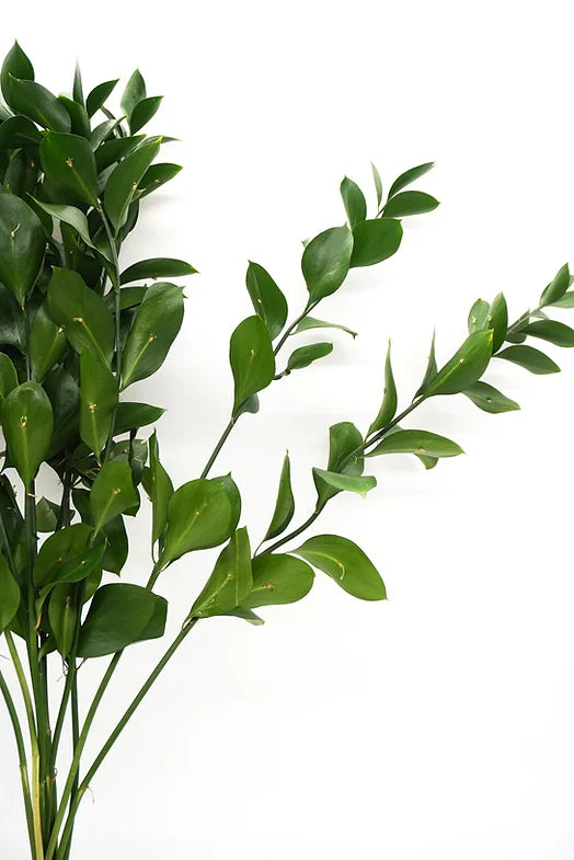 Israeli Ruscus - 10 stem bunch