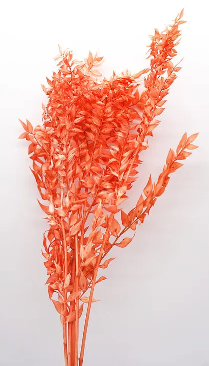 Italian Ruscus - Orange