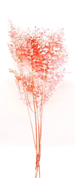 Italian Ruscus - Peach