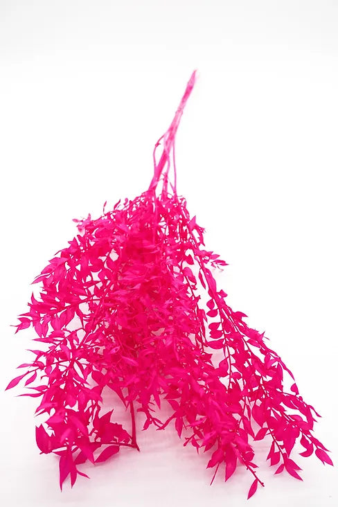 Italian Ruscus - Pink