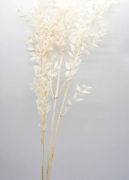 Italian Ruscus - White