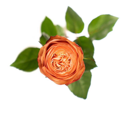 Kahala - 25 stem bunch