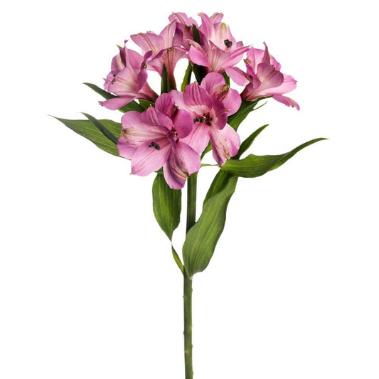 Alstroemeria - Lavender - 10 stem bunch