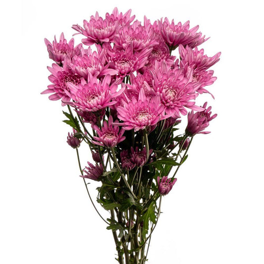 Lavender Cushion Pom - 7 stem bunch