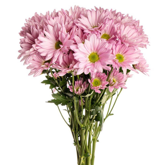 Lavender Daisy Pom - 7 stem bunch