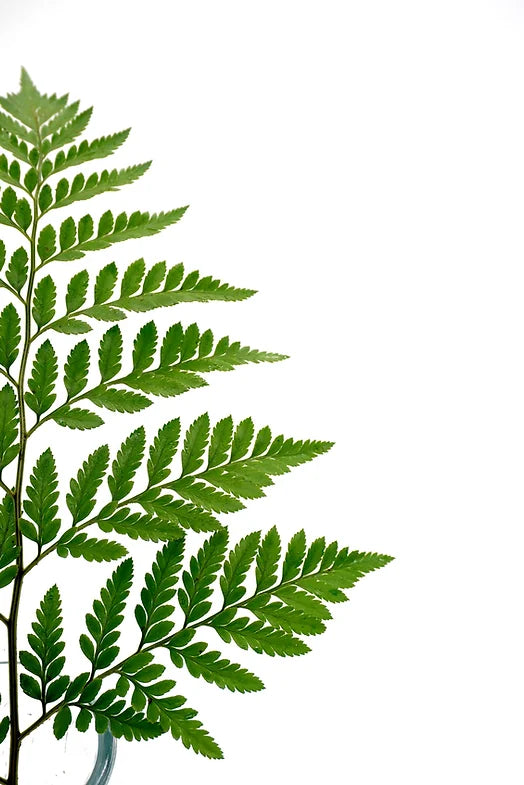 Leather - 25 stem bunch