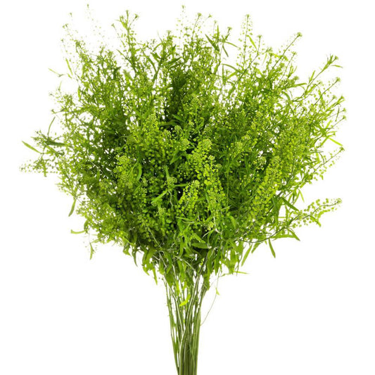 Lepidium - 10 stem bunch