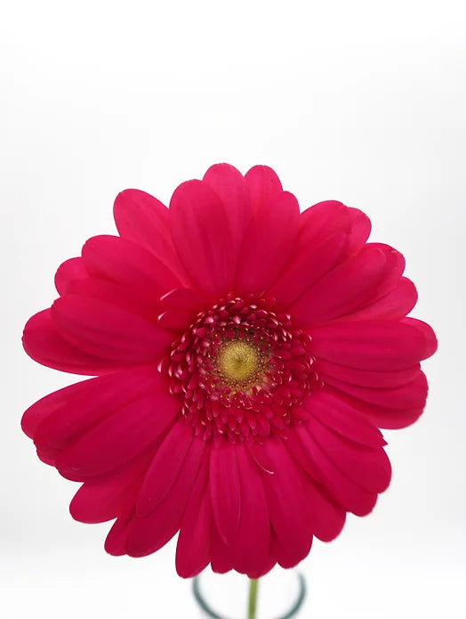 Gerbera Hot Pink - 10 stem bunch