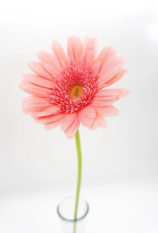 Gerbera Pink - 10 stem bunch