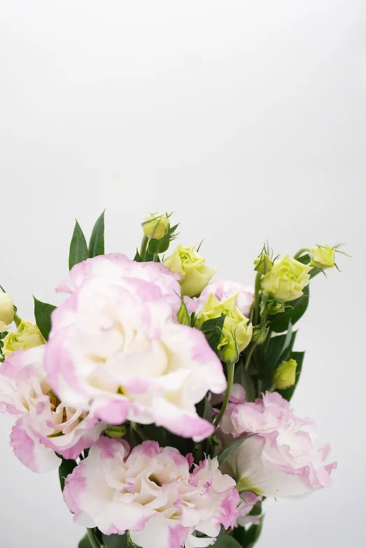 Lisianthus Bi-Color - 5 stem bunch
