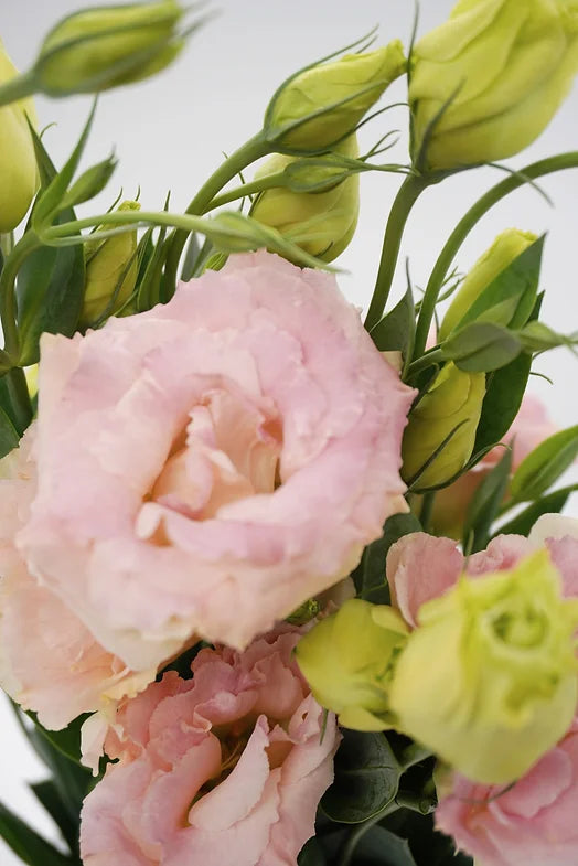 Lisanthus Light Pink - 5 stem bunch