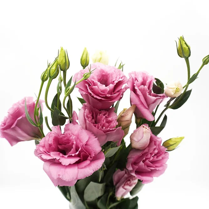 Lisianthus Pink - 5 stem bunch