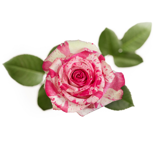 Magic Time - 25 stem bunch