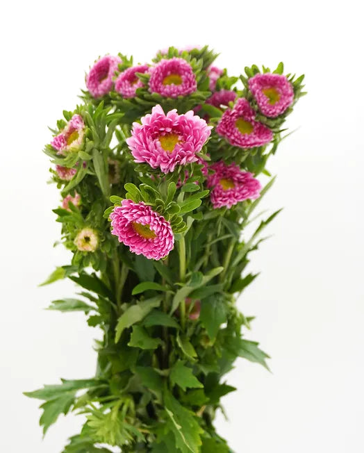 Matsumoto Pink - 10 stem bunch