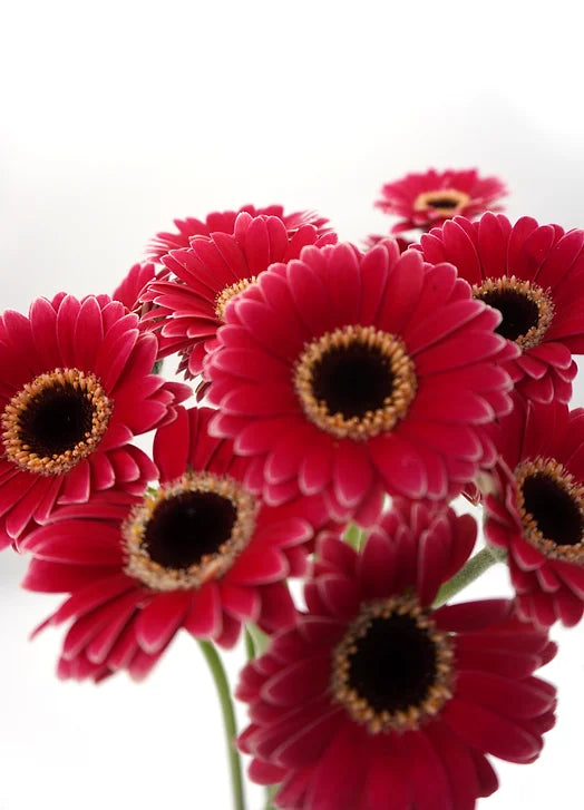 Micro Gerbera daisy Hot Pink - 15 stem bunch
