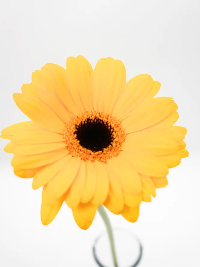 Mini Gerbera Yellow - 10 stem bunch