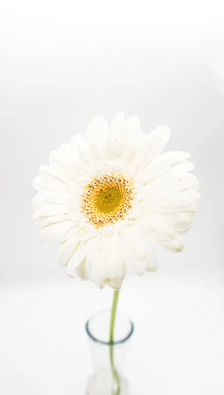 Mini Gerbera Light Eye White - 10 stem bunch