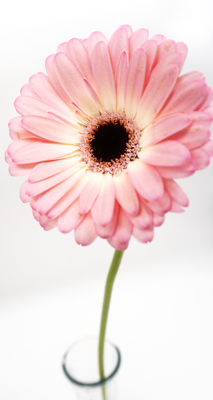 Mini Gerbera Light Pink - 10 stem bunch