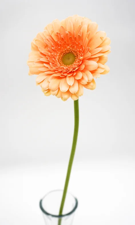 Mini Gerbera Orange - 10 stem bunch
