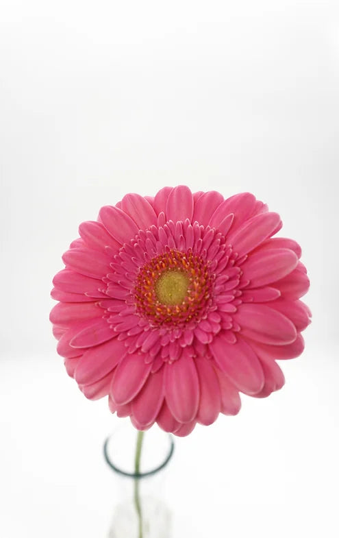 Mini Gerbera Pink - 10 stem bunch