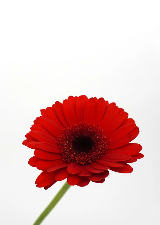 Mini Gerbera Red - 10 stem bunch