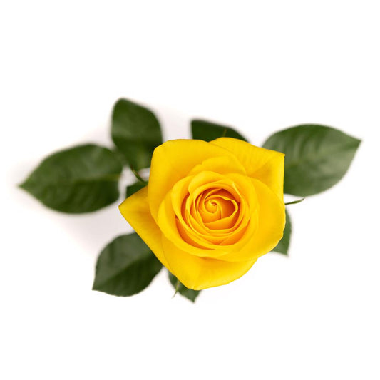 Momentum - 25 stem bunch