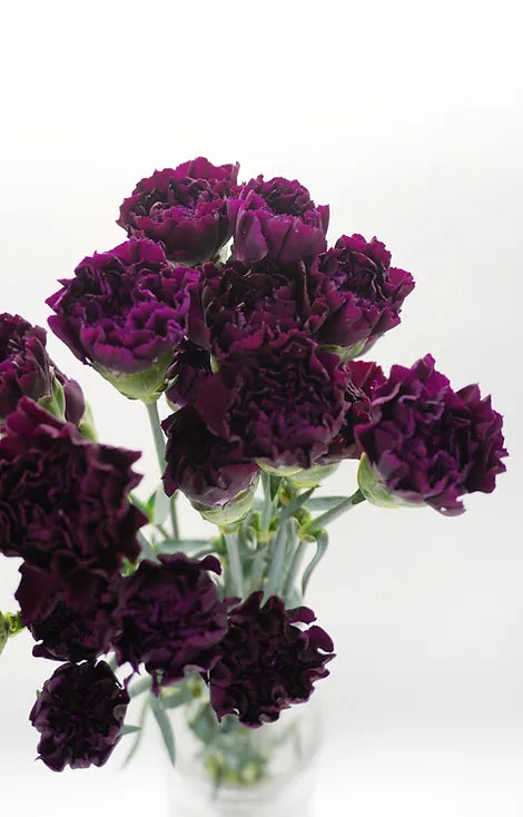 Moon Carnation Moon vista - 20 stem bunch