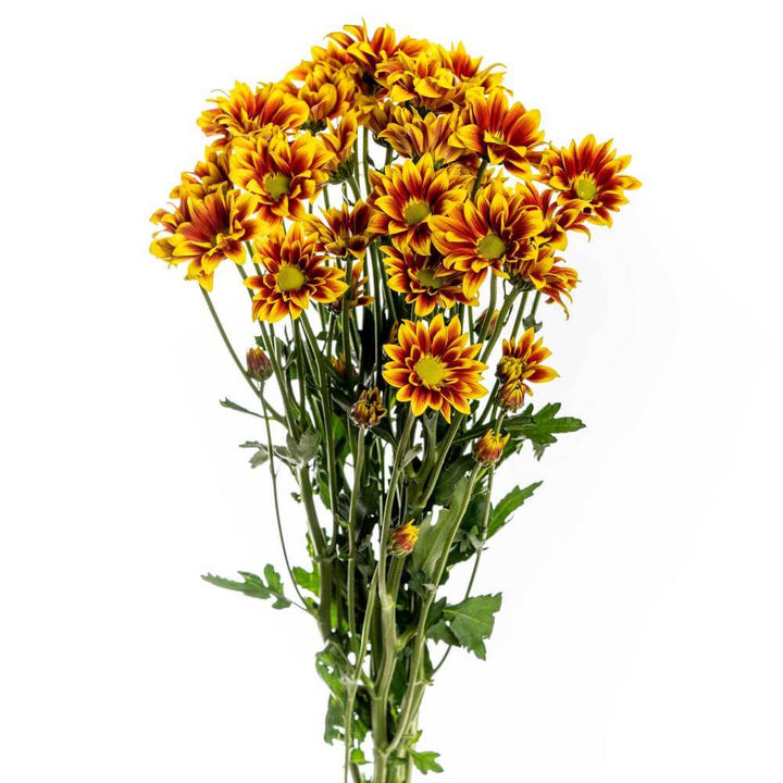 Morning Fall Daisy Pom - 7 stem bunch