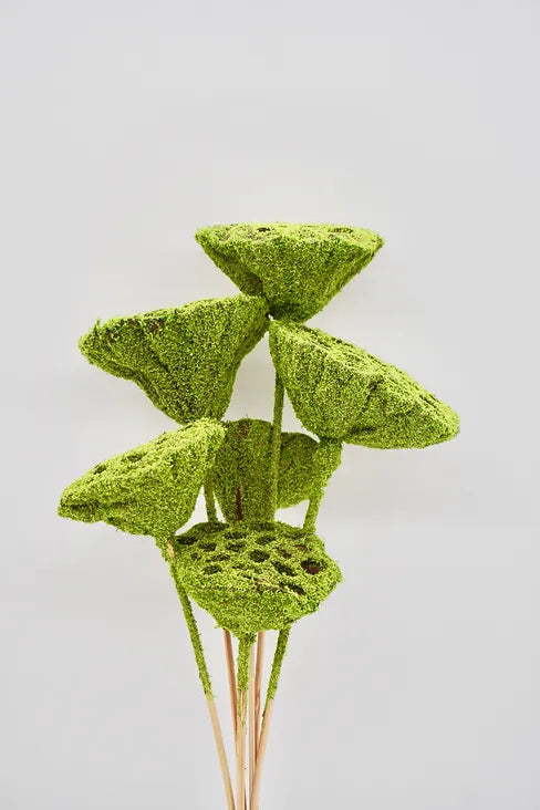 Moss Lotus Pods