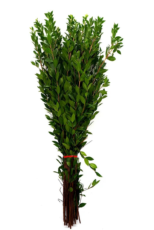 Myrtle - 10 stem bunch