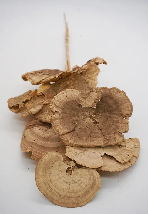 Natural Sponge