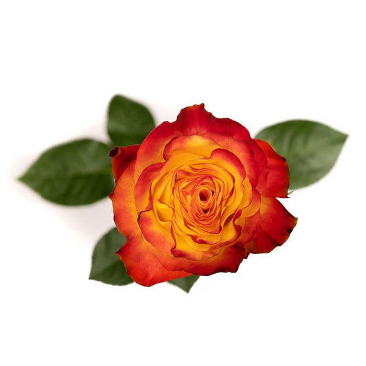 News Flash - 25 stem bunch