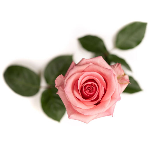 Opala - 25 stem bunch