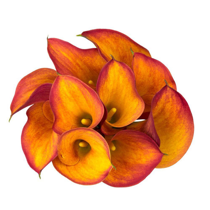 Mini Calla Lillies Orange - 10 stem bunch