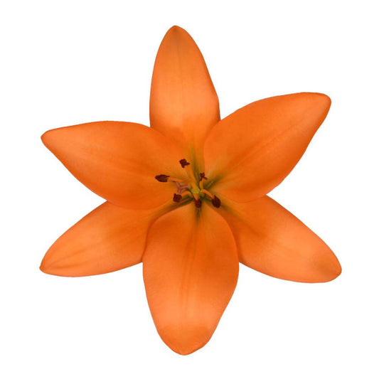 Hybrid Lilly Orange - 10 stem bunch