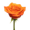 Orange Crush - 25 stem bunch