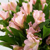 Alstroemeria Pink - 10 stem bunch