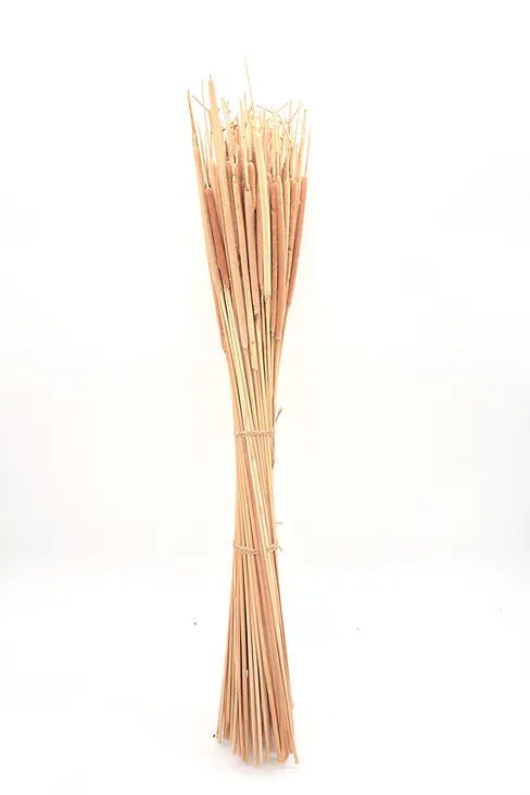 Pencil Cattail - Light