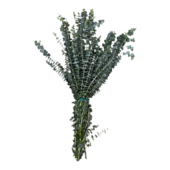 Baby Eucalyptus - 10 stem bunch