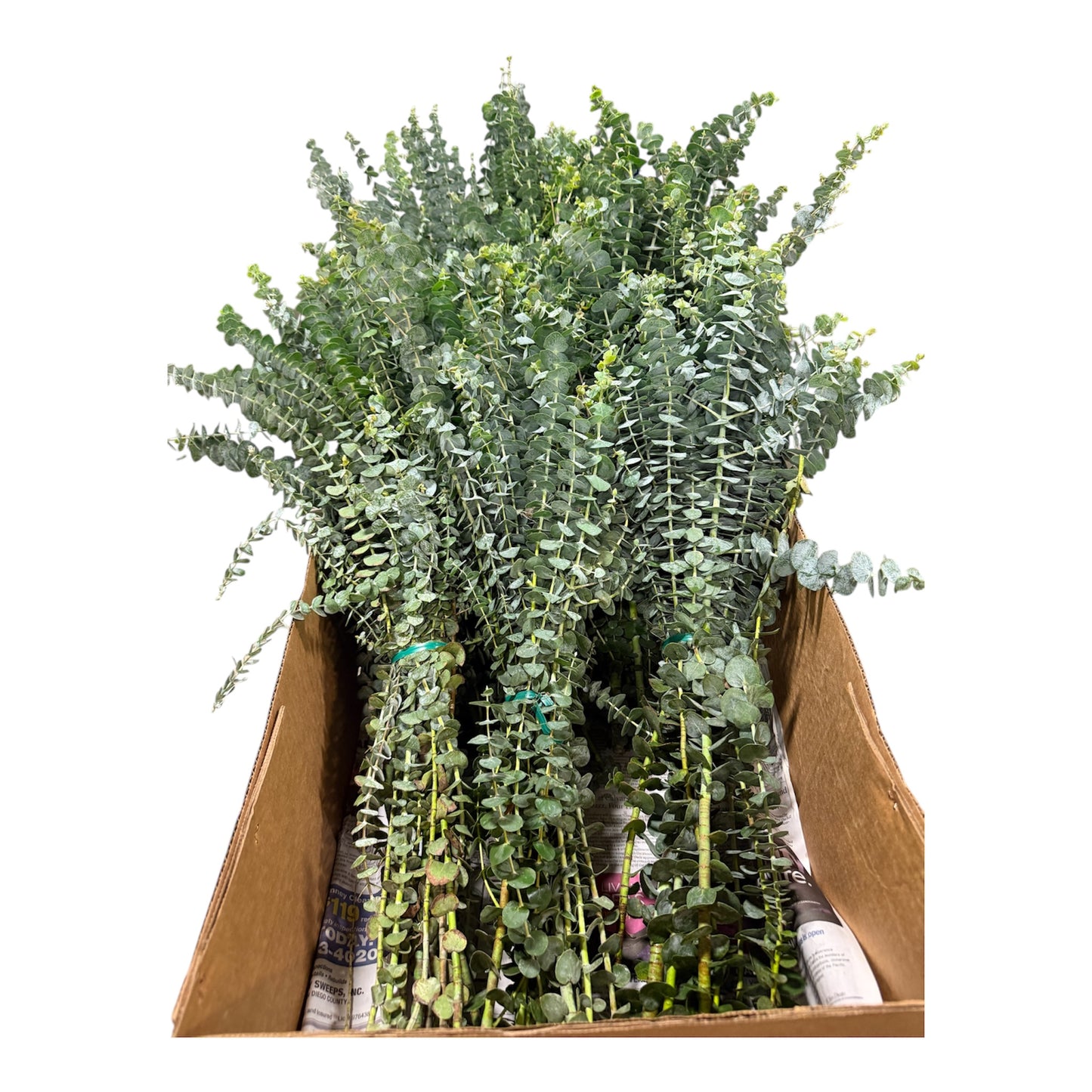 Baby Eucalyptus - 10 stem bunch