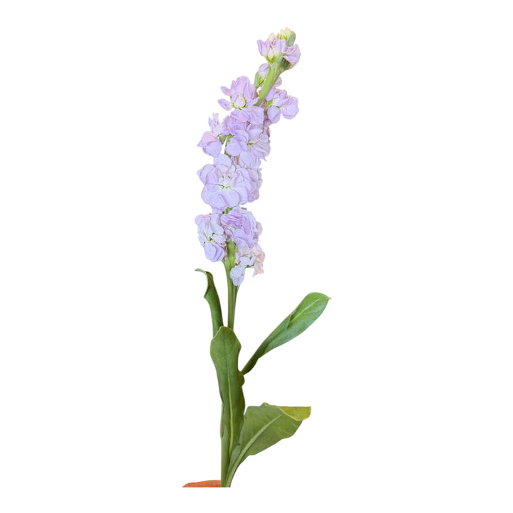 Stock- Lavender 10stem bunch