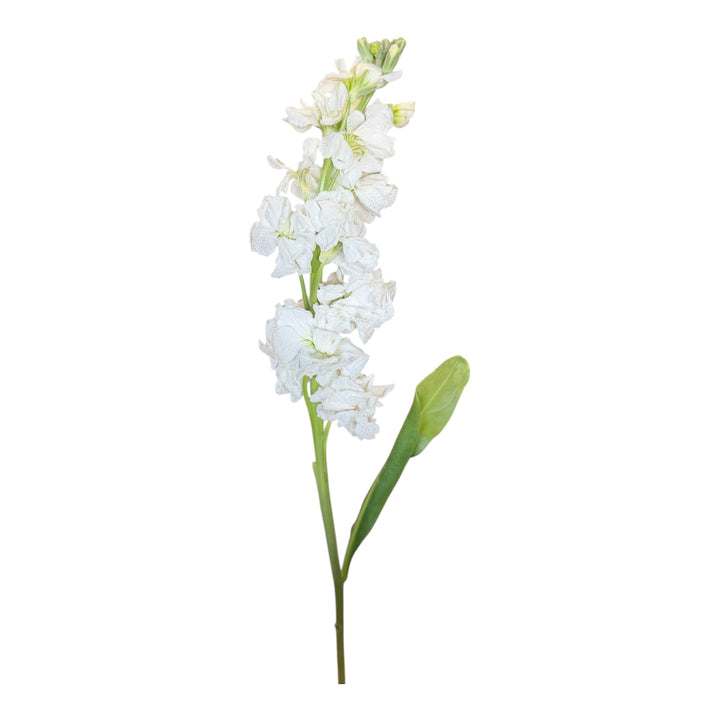 Stock- White 10stem bunch