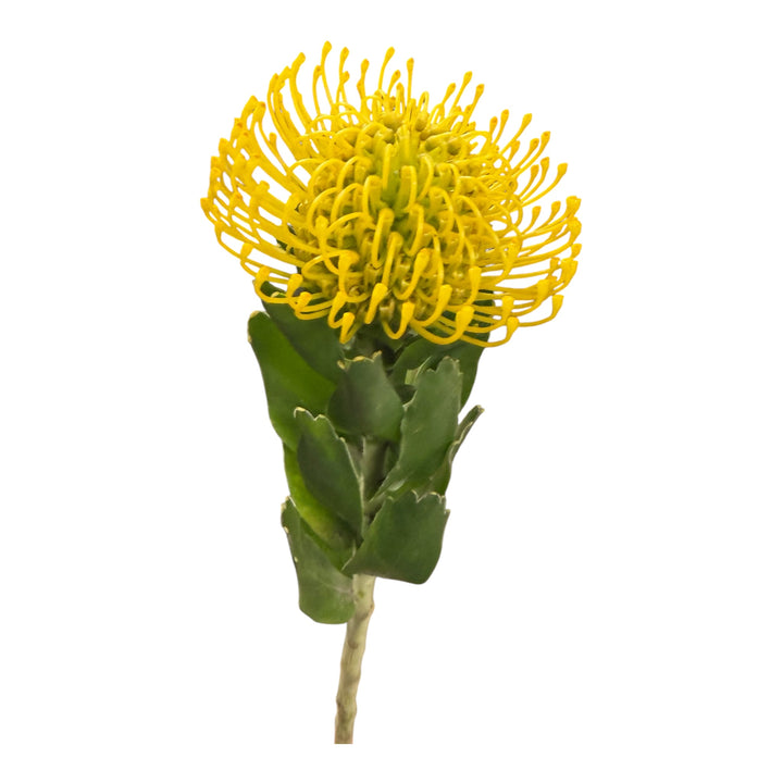 Pin Cushion Protea Yellow - 5 stem
