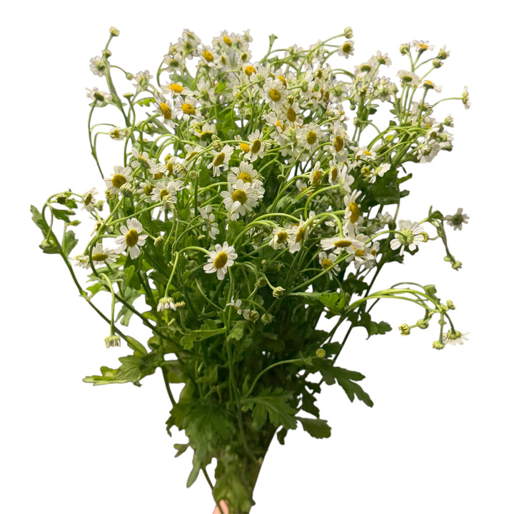 Fever Few- Chamomile - 10 stem bunch