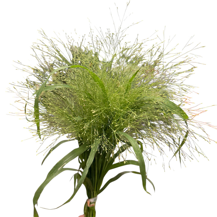 Explosion Grass - 10 stem bunch
