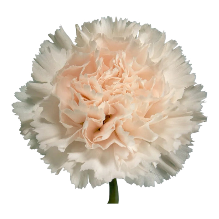 Carnation Brut - 25 stem bunch