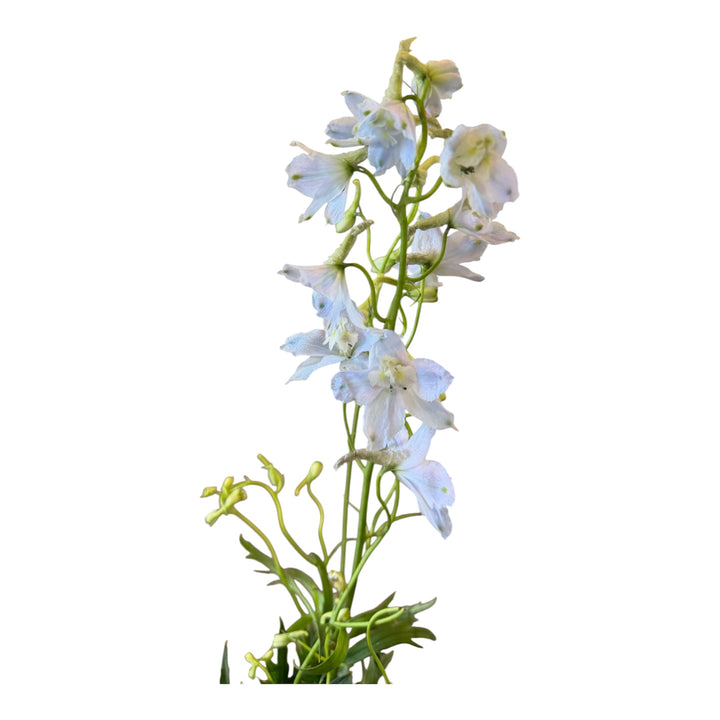 Belladonna Delphinium - Light Blue - 10 stems