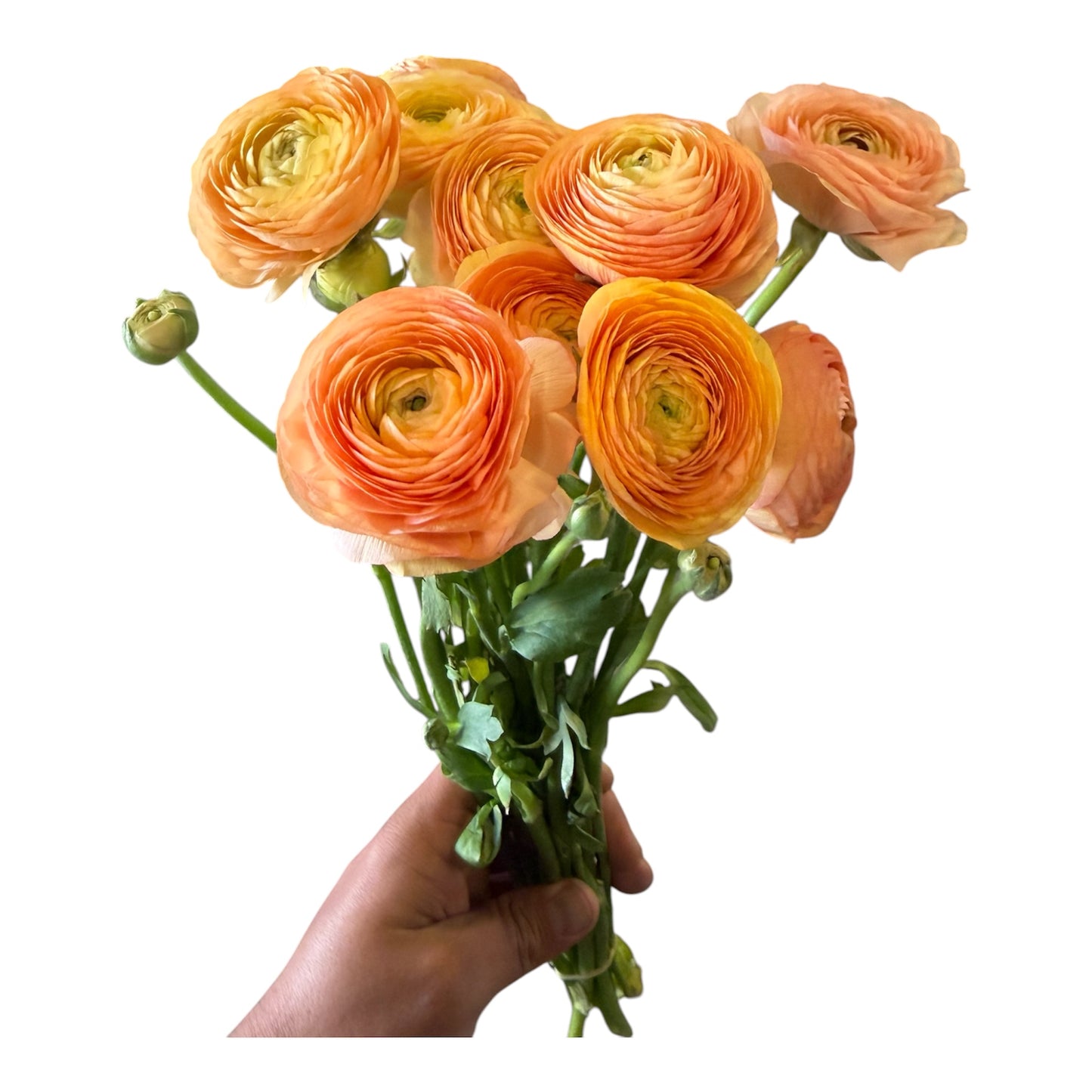 Ranunculus Peach - 10 stem