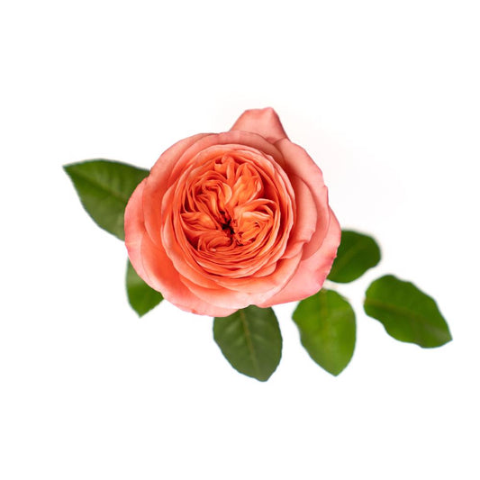 Pink Expression - 25 stem bunch